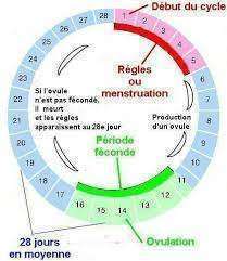 calcul de la période d'ovuation