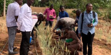 Burkina Faso : Une trentaine d’inspecteurs outillés sur les champs de semences certifiées de blé