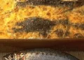 Recette de gratin de sardines