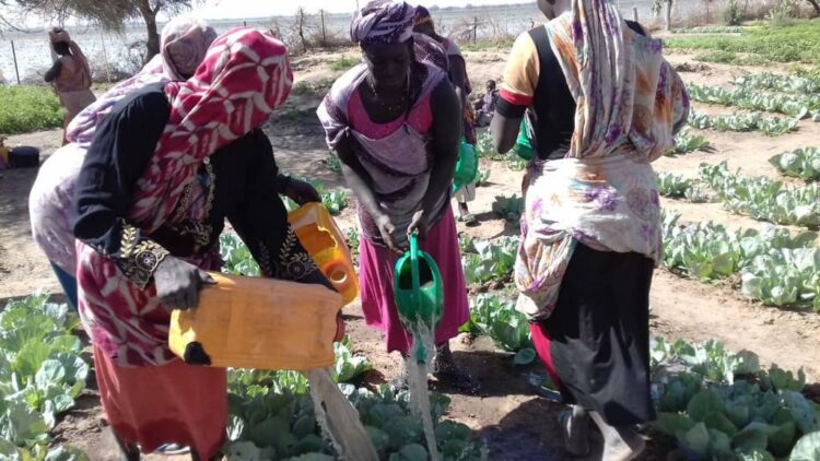 Femmes rurales mauritaniennes, archives
