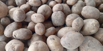 Hausse du prix de la pomme de terre, les raisons