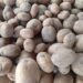 Hausse du prix de la pomme de terre, les raisons