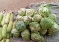 Le chou, un légume devenu rare à Ouaga