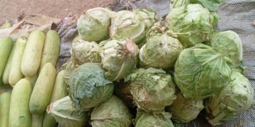 Le chou, un légume devenu rare à Ouaga