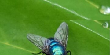 Astuce naturelle pour chasser les mouches