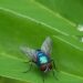 Astuce naturelle pour chasser les mouches
