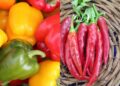 Cuisine : Une autre technique pour conserver les poivrons et le piment