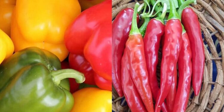 Cuisine : Une autre technique pour conserver les poivrons et le piment