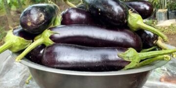 Cuisine : Des astuces pour mieux conserver les aubergines