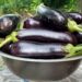 Cuisine : Des astuces pour mieux conserver les aubergines