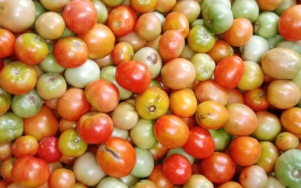 Astuces : Les étapes à suivre pour mieux conserver les tomates fraîches