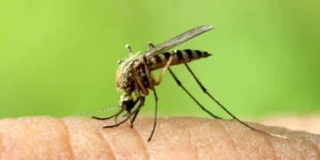 La technologie Gene Drive : Une piqûre d’espoir contre le paludisme ?