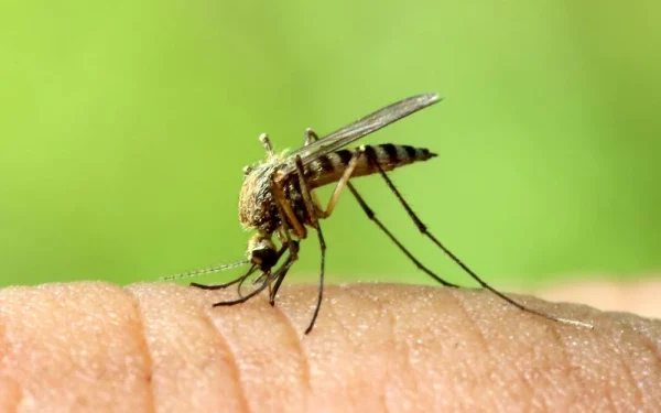 La technologie Gene Drive : Une piqûre d’espoir contre le paludisme ?