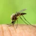 La technologie Gene Drive : Une piqûre d’espoir contre le paludisme ?