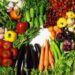 Nature : Tout savoir sur les légumes bio et les légumes non bio