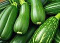 Tout savoir sur la courgette pour une meilleure consommation