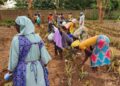 150kg d’ananas, une innovation agricole des sœurs du Monastère de Koubri