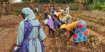 150kg d’ananas, une innovation agricole des sœurs du Monastère de Koubri