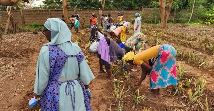 150kg d’ananas, une innovation agricole des sœurs du Monastère de Koubri