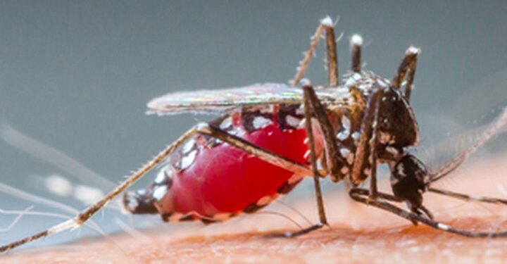 Bien-être : Voici 8 raisons pour lesquelles, vous êtes la cible préférée des moustiques