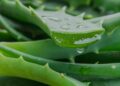 L’Aloe Vera : Une plante aux vertus exceptionnelles pour la peau