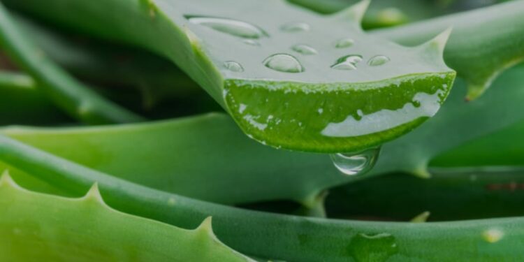 L’Aloe Vera : Une plante aux vertus exceptionnelles pour la peau