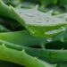 L’Aloe Vera : Une plante aux vertus exceptionnelles pour la peau