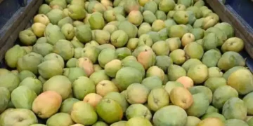 Soutien aux FDS et VDP : Un producteur témoigne sa reconnaissance en leur offrant des mangues