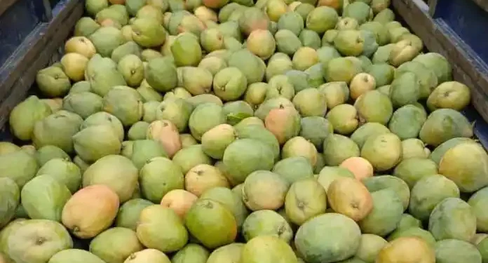 Soutien aux FDS et VDP : Un producteur témoigne sa reconnaissance en leur offrant des mangues