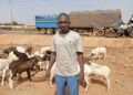 Tabaski 2025 : Une tête de mouton coûte entre 75 mille et 150 mille fcfa