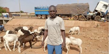 Tabaski 2025 : Une tête de mouton coûte entre 75 mille et 150 mille fcfa