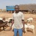 Tabaski 2025 : Une tête de mouton coûte entre 75 mille et 150 mille fcfa