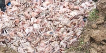 Trafic de produits d’originale animale :  1 tonne de poulets saisie et détruite