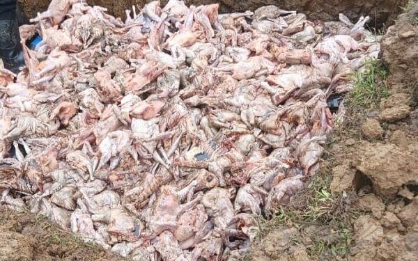Trafic de produits d’originale animale : 1 tonne de poulets saisie et détruite